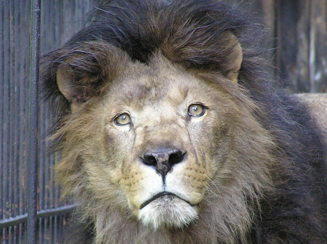Lew Leon - jedna ze zwierzęcych osobowości naszego zoo. W 2010 roku przeszedł do jego historii.